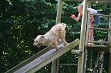 ENFANT ET CHIEN 628